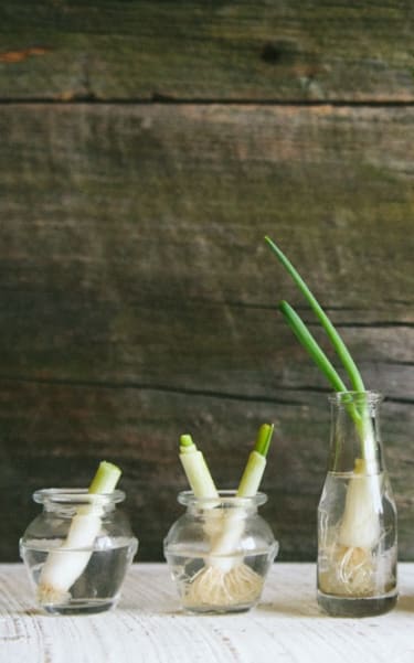 Steps to grow green onions in water