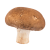 Portobellini Mushrooms