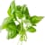 Basil