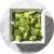 Broccoli, florets