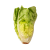 Cosberg Lettuce