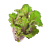 trio lettuce