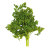 Körvel