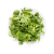Roquette et mâche