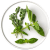 Verse basilicum en oregano