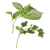 Basilic et menthe frais
