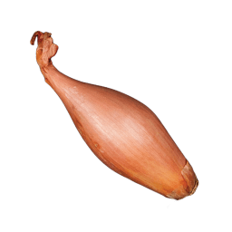 Shallot