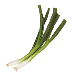 Scallion