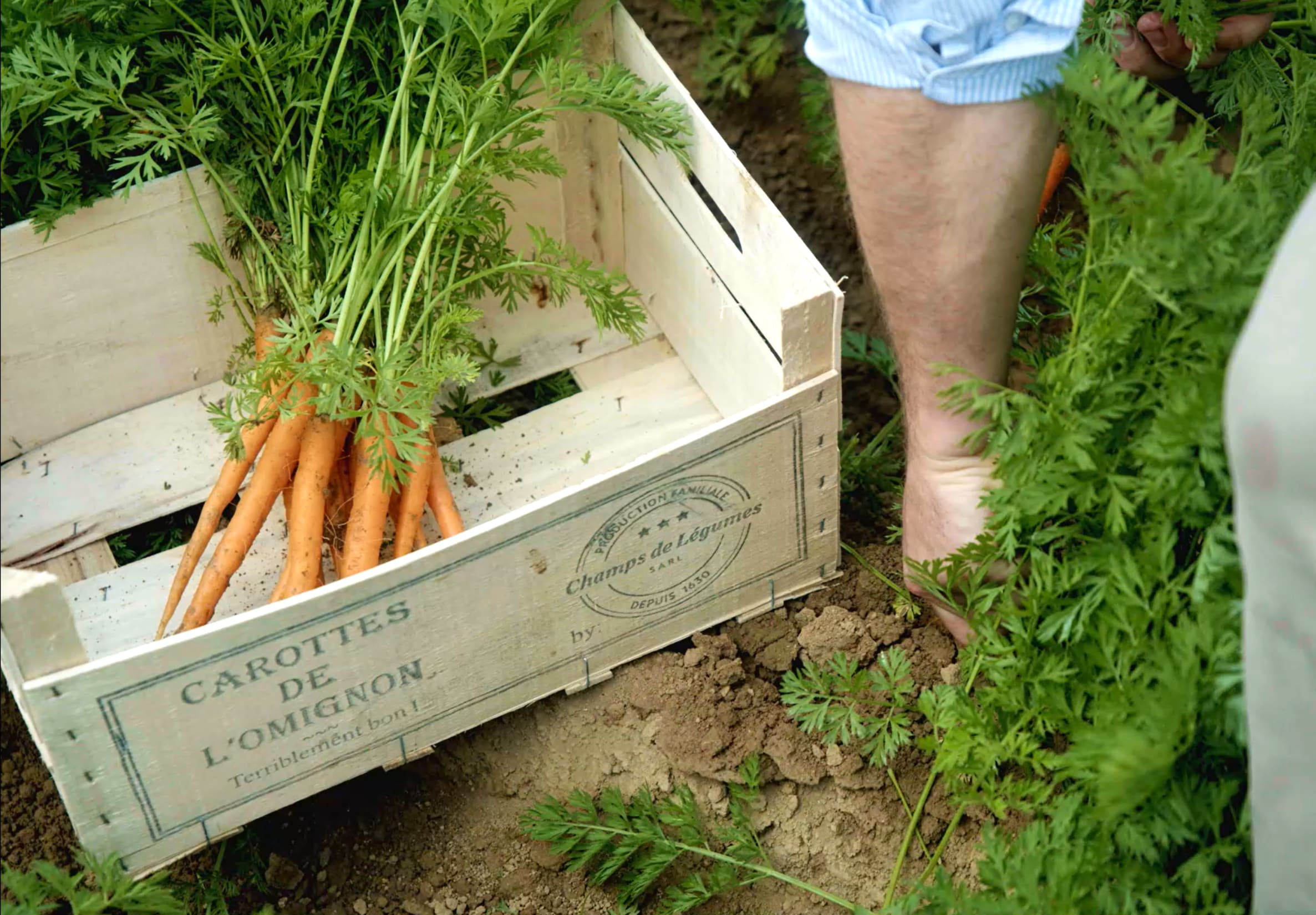 Comment poussent vos carottes ?