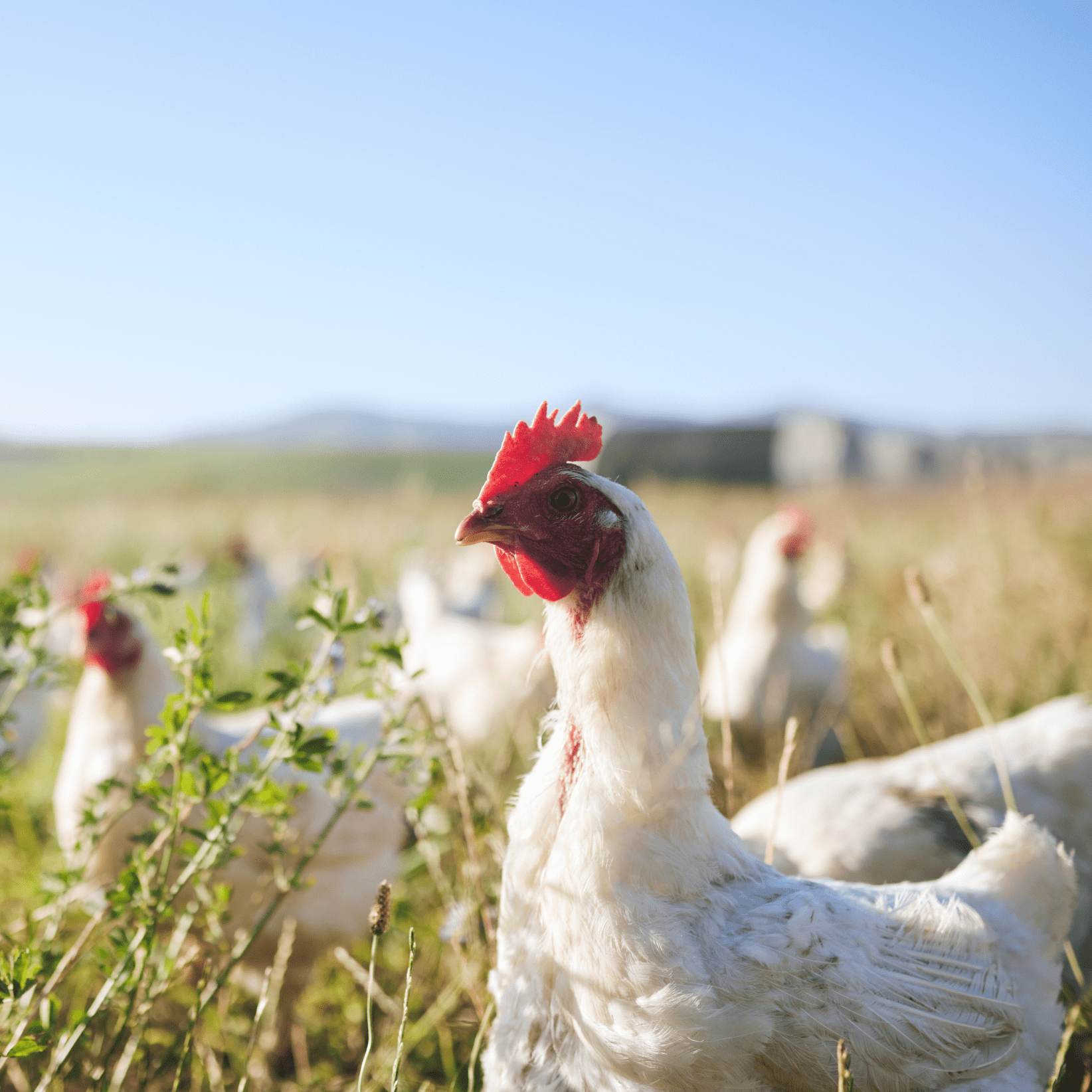 Animal welfare Certified Chicken