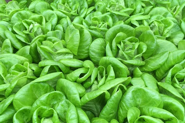 3. Butterhead Lettuce