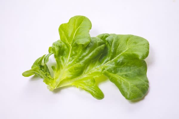6. Oak Leaf Lettuce