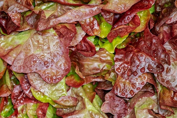 5. Green and Red Leaf Lettuce