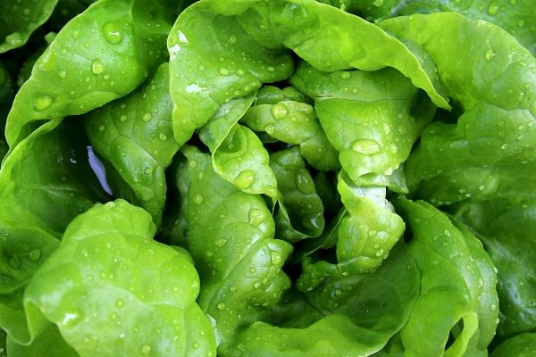 How Should You Prep and Store Lettuce? 
