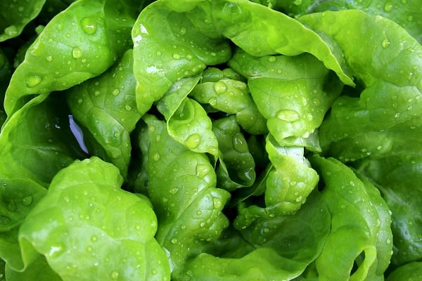 How to Grow Gem Lettuce in Paper Chain Pots