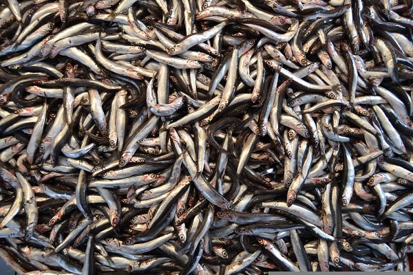 What Are Anchovies?