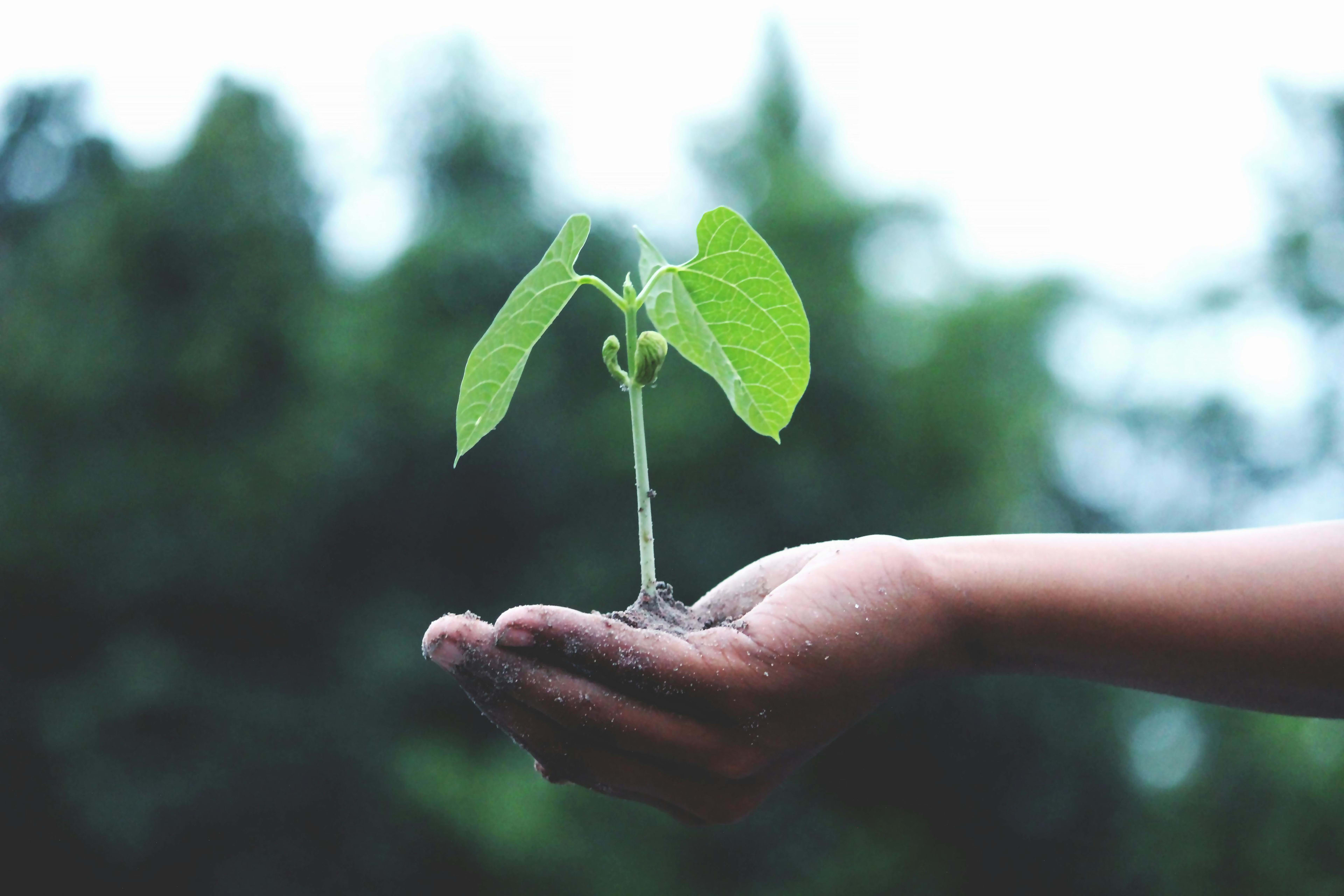 What Is the Impact of Food Waste on Our Environment? 