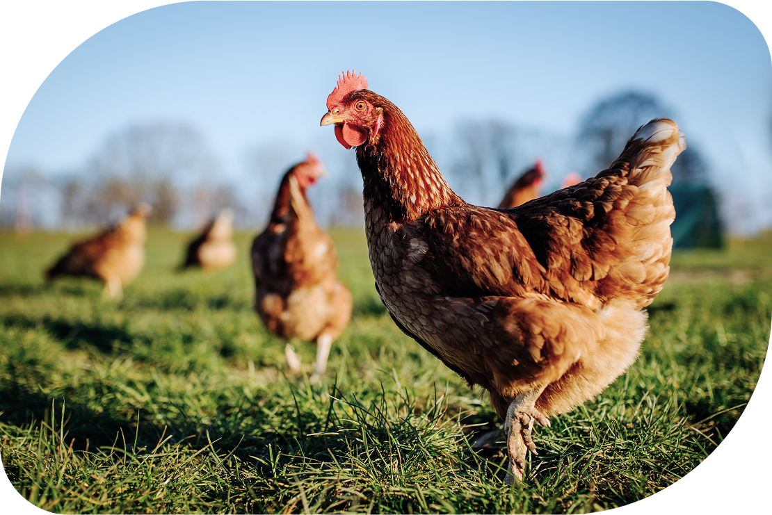 Our Animal Welfare Policies
