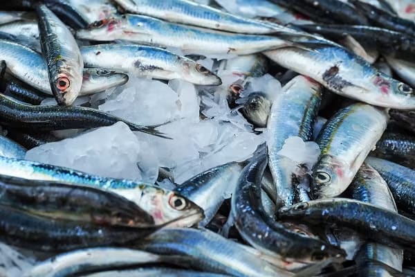 #FiskeFacts - Vi har samlet de vigtigste til dig