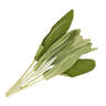 Sage