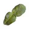 Kaffirlimettenblätter