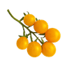 Tomates cerises jaunes