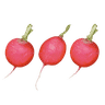 Radishes