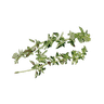 Oregano