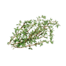 Thyme