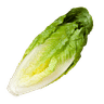 Baby Gem Lettuce