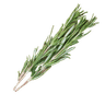 Rosemary