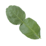 Kaffir Lime Leaf