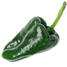 Poblano Pepper