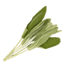 Sage