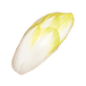Chicory