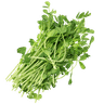 Pea Shoots