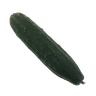 Mini Cucumber