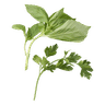 Verse krulpeterselie & basilicum