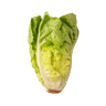 Cosberg Lettuce