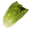 Romaine sla
