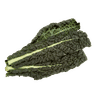 Tuscan kale