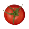 Medium Tomato