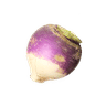 White turnip