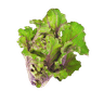 Trio Lettuce
