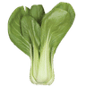 Baby Pak Choi