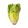 Cogollos de lechuga