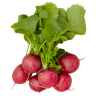 Red Radish