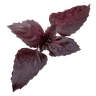 Basilic rouge