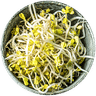 Germes de soja