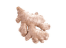 Ginger